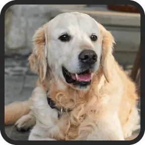 UltraK9 Pro verified customer